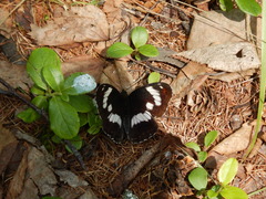 Limenitidini