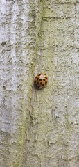Harmonia axyridis