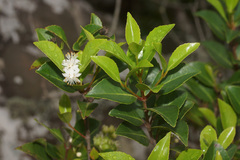 Pseudoscolopia polyantha