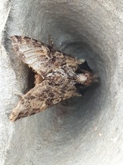 Apamea monoglypha