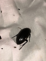 Hydrophilus pistaceus