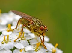 Scathophaga stercoraria