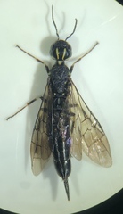 Xiphydria longicollis