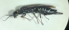 Xiphydria longicollis