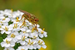 Scathophaga stercoraria