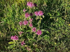 Betonica hirsuta