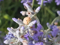 Eurygaster testudinaria