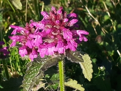 Betonica hirsuta