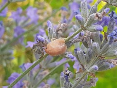 Eurygaster testudinaria