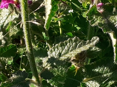 Betonica hirsuta