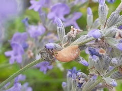 Eurygaster testudinaria