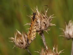 Pardopsis punctatissima
