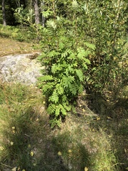 Sorbus aucuparia