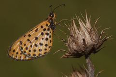 Pardopsis punctatissima