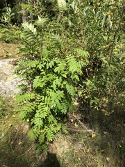 Sorbus aucuparia