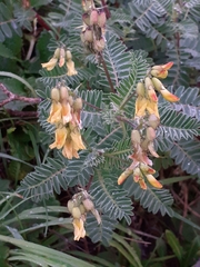 Astragalus penduliflorus