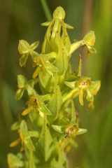 Habenaria pseudociliosa