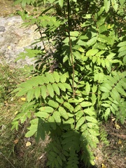 Sorbus aucuparia