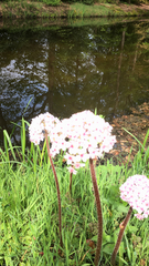 Darmera peltata