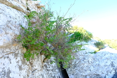Pelargonium carnosum carnosum