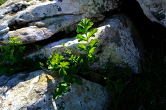 Pelargonium carnosum carnosum