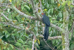 Phaenicophaeus sumatranus