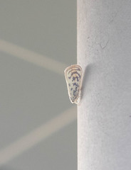 Copsyrna maculata