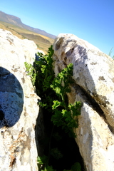 Pelargonium carnosum carnosum