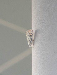 Copsyrna maculata