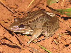 Leptodactylus bolivianus