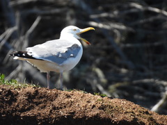 Larus argentatus image