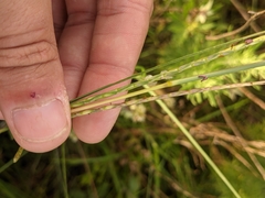 Elionurus tripsacoides