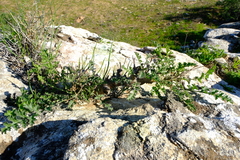 Pelargonium carnosum carnosum