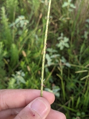 Elionurus tripsacoides