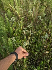 Elionurus tripsacoides