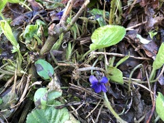 Viola reichenbachiana