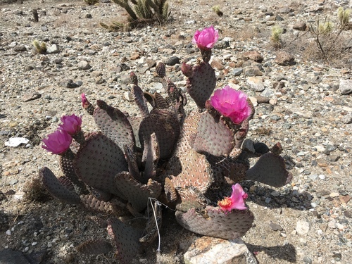 iNaturalist observation photo of beavertail cactus