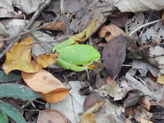 Agalychnis taylori