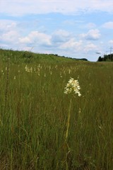 Platanthera praeclara