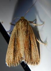 Hypocoena rufostrigata