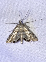 Neocataclysta magnificalis