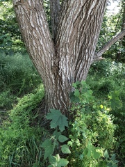 Salix caprea