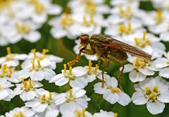 Scathophaga stercoraria