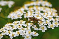 Scathophaga stercoraria