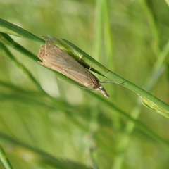 Chrysoteuchia culmella