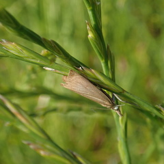 Chrysoteuchia culmella