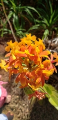 Epidendrum radicans