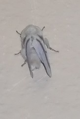 Bombycomorpha bifascia