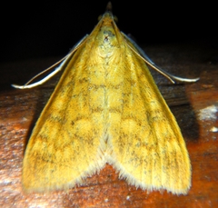 Mecyna submedialis