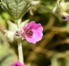 Andeimalva chilensis